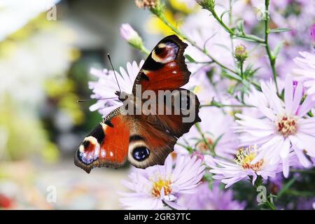 Aigbienen (APIs mellifera) und Tagpfauenaugen (Aglais io, Syn.: Inachis io, Nymphalis io) suchen Nektar auf weisser Herbstunterstunch (Aster dumosus, Syn Banque D'Images