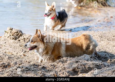 Plusieurs heureux chiens gallois Corgi jouant et saut dans l'eau sur la plage de sable
