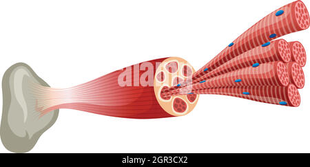 Gros plan d'un muscle humain Illustration de Vecteur