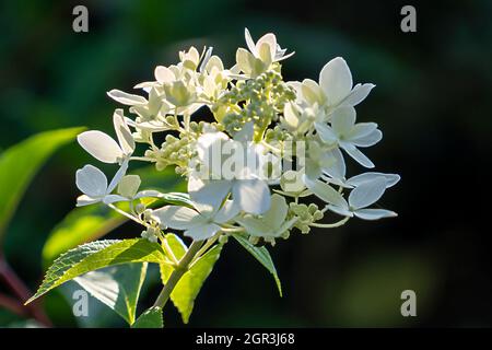 Fleurs d'Hydrangea en gros plan sur un fond flou Banque D'Images