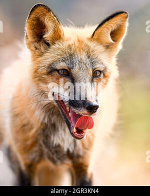 Portrait d'un renard rouge femelle Banque D'Images