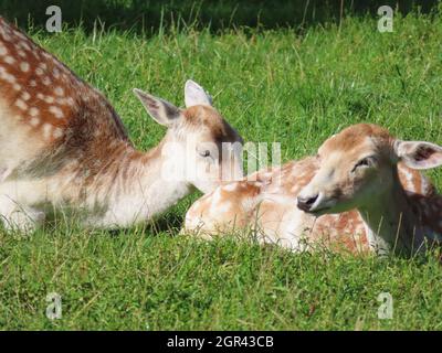 Adorables deers en pointillés bruns couchés et reposant sur l'herbe verte dans le champ par une journée ensoleillée Banque D'Images