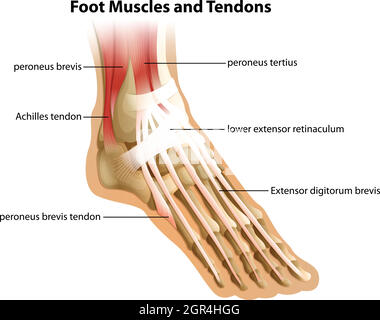 Muscles et tendons du pied Illustration de Vecteur