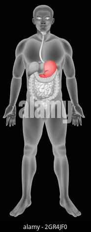 Système digestif de l'estomac Illustration de Vecteur