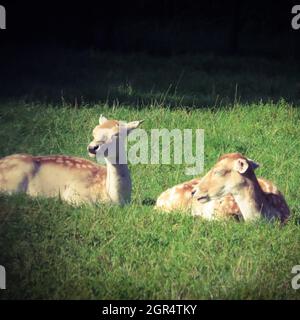 Adorables deers en pointillés bruns couchés et reposant sur l'herbe verte dans le champ par une journée ensoleillée Banque D'Images