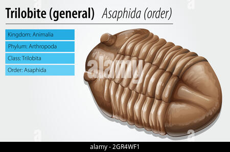 Fossiles de trilobites Illustration de Vecteur