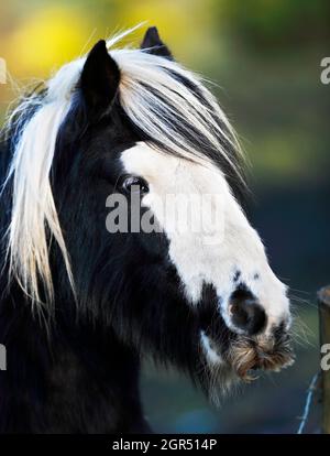 Un beau cheval de Piebald (Equus caballus ou Equus ferus caballus) vu dans le West Yorkshire du Royaume-Uni. Banque D'Images