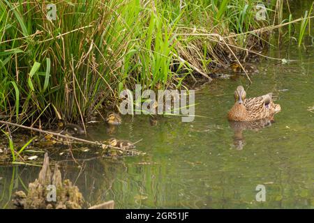 Canard dans un étang avec des canetons photo naturaliste de la nature Banque D'Images