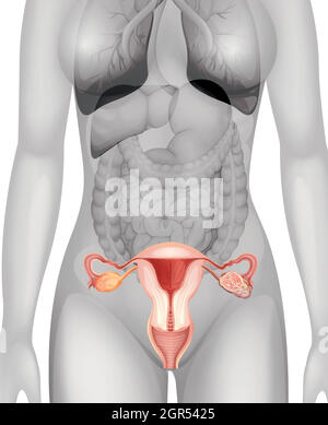 Organes génitaux féminins dans le corps humain Illustration de Vecteur