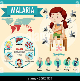 Infographie sur le cycle de transmission du paludisme et les symptômes Illustration de Vecteur