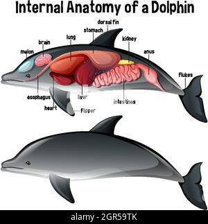 Anatomie interne d'un dauphin avec étiquette Illustration de Vecteur