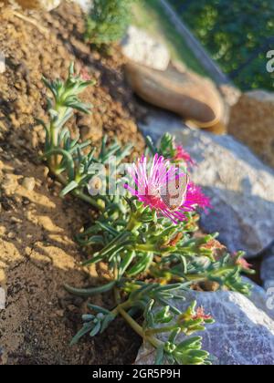 Sélective d'un papillon sur une fleur de Carpobrotus dans le jardin Banque D'Images