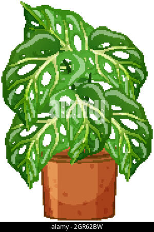 Plante de Monstera en pot de style dessin animé sur fond blanc Illustration de Vecteur