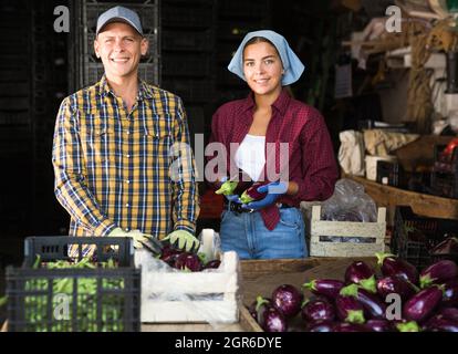 Joyeux couple de jeunes agriculteurs préparant des aubergines fraîchement cueillies à la vente Banque D'Images