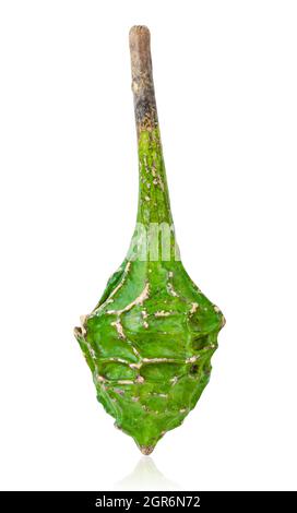 Calabash, également appelé gourde bouteille, nom latin Lagenaria Siceraria, variété Dinosaur, isolé sur fond blanc. Enregistrer le masque. Banque D'Images