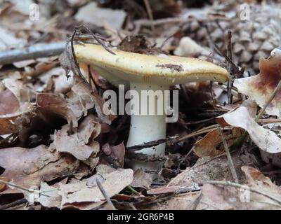 Gros plan du champignon comestible Russula ochroleuca dans la forêt Banque D'Images