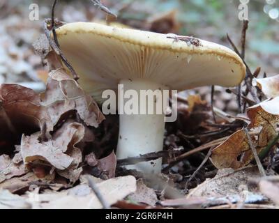 Gros plan du champignon comestible Russula ochroleuca dans la forêt Banque D'Images