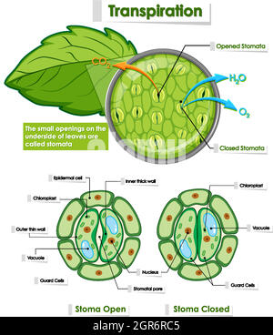 Schéma montrant les détails de la cellule végétale Illustration de Vecteur