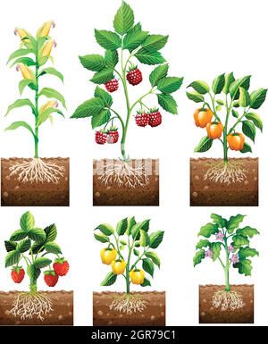 Différentes sortes de plantes dans le jardin Illustration de Vecteur