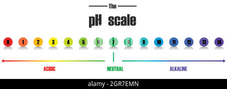 Modèle d'échelle de pH scientifique Illustration de Vecteur