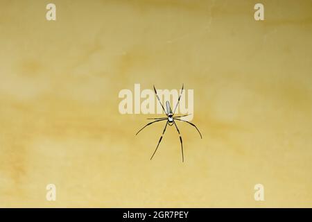 gros plan sur le petit insecte jaune noir d'araignée avec la toile maintenant sur le mur jaune sur un fond jaune hors foyer. Banque D'Images