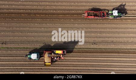 Oldendorf II, Allemagne. 28 septembre 2021. Un agriculteur ramasse les pommes de terre avec une récolteuse (en bas), qui ont été précédemment sorties du sol avec une andaineuse (en haut) (tiré avec un drone). Credit: Philipp Schulze/dpa/Alamy Live News Banque D'Images