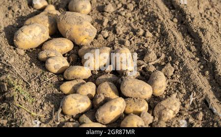 Oldendorf II, Allemagne. 28 septembre 2021. Les pommes de terre se trouvent dans un champ après avoir été soulevées du sol avec une andaineuse. Credit: Philipp Schulze/dpa/Alamy Live News Banque D'Images