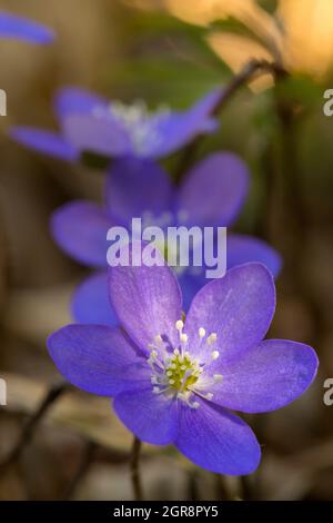 Hepatica Nobilis - fleurs de printemps bleues sur le fond de la forêt Banque D'Images