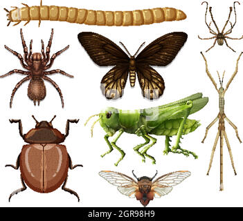 Collection d'insectes différents isolés sur fond blanc Illustration de Vecteur