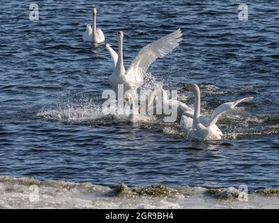 Les cygnes de Whooper, Cygnus cygnus, se battent dans les eaux de Hananger à Lista, en Norvège Banque D'Images