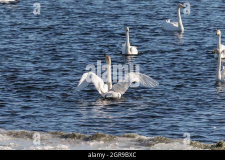 Swans de Whooper, Cygnus cygnus, dans l'eau de Hananger à Lista, en Norvège Banque D'Images