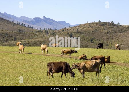 Troupeau de vaches paissant sur le pâturage dans les montagnes, Riversdale, Western Cape, Afrique du Sud Banque D'Images