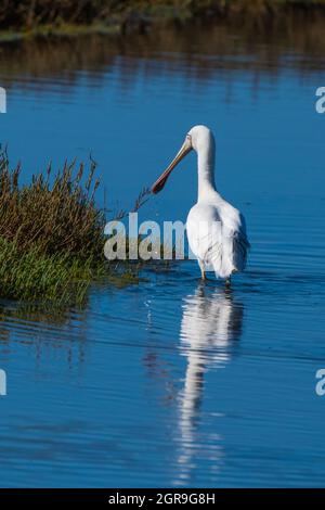 Plan vertical de l'oiseau à bec jaune dans le lac autour de l'herbe Banque D'Images