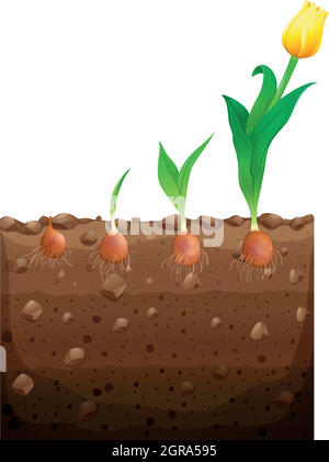 Fleur de tulipe poussant sous terre Illustration de Vecteur