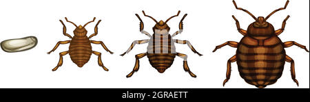 Cycle de vie des punaises de lit - Cimex lectularius Illustration de Vecteur