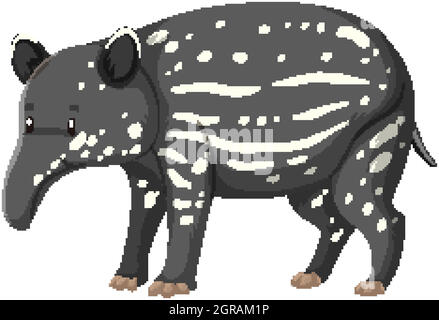 Bébé Tapir animal sauvage sur fond blanc Illustration de Vecteur