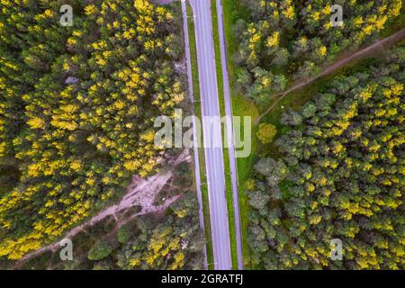 Vue aérienne depuis un drone de routes en béton entrecroisées en traversant les forêts de pins et de feuillages d'automne de couleur jaune-vert. Forêt dense en période dorée et autoroute vide en automne Banque D'Images