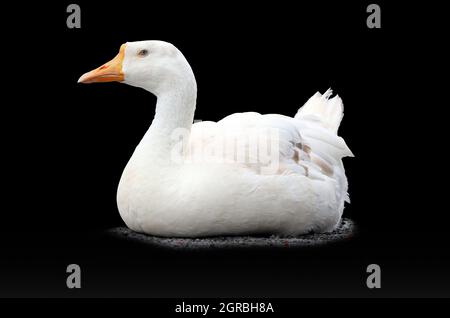 Assise de canard blanc isolée sur fond noir Banque D'Images