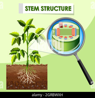 Schéma montrant la structure de la tige de la plante Illustration de Vecteur