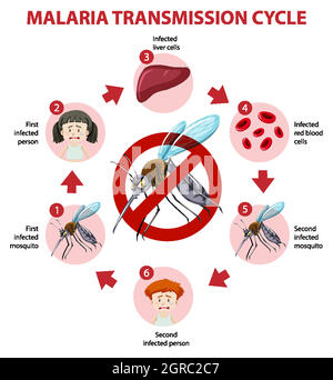 Infographie sur le cycle de transmission du paludisme et les symptômes Illustration de Vecteur