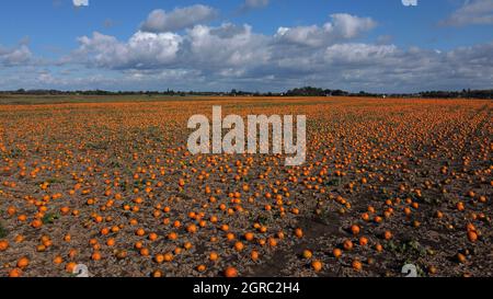 Wisbech, Royaume-Uni. 29 septembre 2021. Un champ de citrouilles qui mûrissent au soleil est en train d'être récolté près de Wisbech, Cambridgeshire, Royaume-Uni, le 2 septembre 2021 crédit: Paul Marriott/Alay Live News Banque D'Images