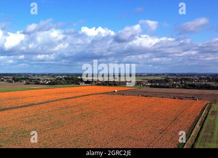 Wisbech, Royaume-Uni. 29 septembre 2021. Un champ de citrouilles qui mûrissent au soleil est en train d'être récolté près de Wisbech, Cambridgeshire, Royaume-Uni, le 2 septembre 2021 crédit: Paul Marriott/Alay Live News Banque D'Images