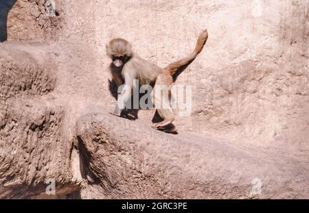 Babouin de Hamadryas, Papio hamadryas, espèce de babouin (prise en 1997 sur film 35 mm) dans un parc animalier Banque D'Images