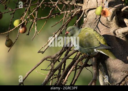 Pigeon vert africain, Treron calvus, sur un figuier indigène, Grahamstown/Makhanda, Cap oriental, Afrique du Sud, 21 septembre 2018. Banque D'Images