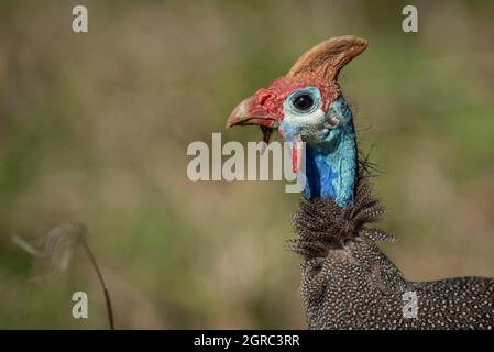 Bokmakierie, Telophorus zeylonus, à Addo, province du Cap-est, Afrique du Sud, 11 septembre 2018. Banque D'Images