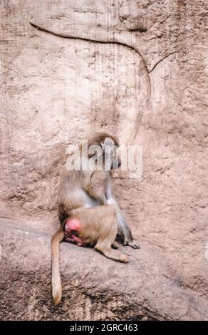 Babouin de Hamadryas, Papio hamadryas, espèce de babouin (prise en 1997 sur film 35 mm) dans un parc animalier Banque D'Images