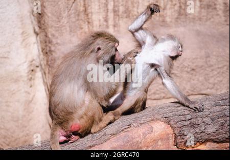 Babouin de Hamadryas, Papio hamadryas, espèce de babouin (prise en 1997 sur film 35 mm) dans un parc animalier Banque D'Images