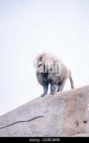 Babouin de Hamadryas, Papio hamadryas, espèce de babouin (prise en 1997 sur film 35 mm) dans un parc animalier Banque D'Images