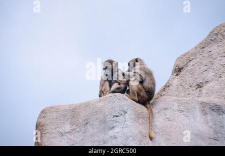 Babouin de Hamadryas, Papio hamadryas, espèce de babouin (prise en 1997 sur film 35 mm) dans un parc animalier Banque D'Images