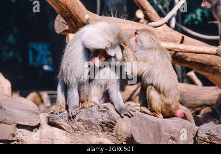 Babouin de Hamadryas, Papio hamadryas, espèce de babouin (prise en 1997 sur film 35 mm) dans un parc animalier Banque D'Images